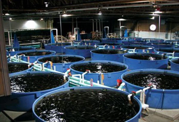 Aquaculture Aquaculture