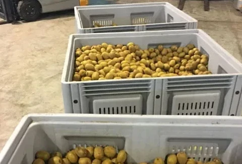 agricultural-plastic-harvest-bins-potato-handling agricultural-plastic-harvest-bins-potato-handling